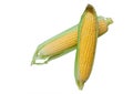 Young, juicy, ripe, raw corn on the cob close-up lying on green leaves on a white background.