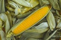 Young, juicy, ripe, raw ear of corn lying on the green tops. Corn harvest collection Royalty Free Stock Photo