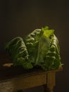 Young juicy white cabbage, on a wooden table, with a dark background, soft light. Imitation of a Dutch kitchen still life. Mono