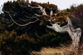 A young juniper growing on a cliff of coniferous forest in the Utrish nature reserve was deformed under gusts of wind from the sea