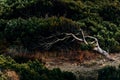 A young juniper growing on a cliff of coniferous forest in the Utrish nature reserve was deformed under gusts of wind from the sea