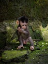 Young juvenile baby crab-eating long-tailed macaque Macaca fascicularis eating in Ubud Monkey Forest Bali Indonesia Royalty Free Stock Photo