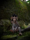 Young juvenile baby crab-eating long-tailed macaque Macaca fascicularis eating in Ubud Monkey Forest Bali Indonesia Royalty Free Stock Photo