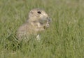 Young juvenile black-tailed prairie dog eating grass