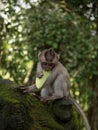 Young juvenile crab-eating long-tailed macaque Macaca fascicularis eating a leaf in Ubud Monkey Forest Bali Indonesia Royalty Free Stock Photo