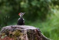 Young juvenile female Pileated woodpecker explores her world.