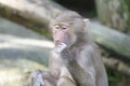 A young juvenile Hamadryas Baboon munching eating some food held in its hand