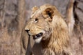 Young juvenile male lion