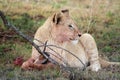 Young juvenile male lion