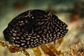 young juvenile map puffer fish Royalty Free Stock Photo