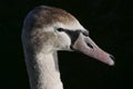 Young / juvenile mute swan close up on head and neck. Water droplets on face and sharp focus on eye.
