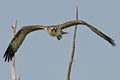 A Young Juvenile Osprey in Flight Shortly after Fledging