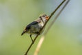 The young juvenile of Scarlet-headed flowerpecker