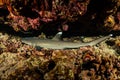 young juvenile whitetip reef shark resting in a cave Royalty Free Stock Photo