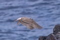 young juvenile yellow-legged gull flying Royalty Free Stock Photo