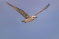 young juvenile yellow-legged gull flying Royalty Free Stock Photo