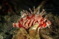 young juvenile zebra lionfish fish