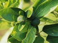 Young kaffir lime on the kaffir lime tree, vegetable garden and multi-purpose fruit. Royalty Free Stock Photo
