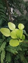 Young kaffir lime leaves or daun jeruk purut Royalty Free Stock Photo