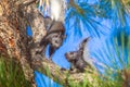 Young Kaibab Squirrels