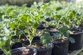 Young Kale growing in plastic pot, organic farming, healthy food