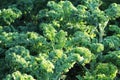 Young kale growing in the vegetable garden Royalty Free Stock Photo