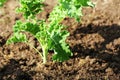 Young kale growing in the vegetable garden Royalty Free Stock Photo