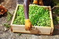 Young Kale Plants in a Wood Box