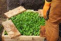 Young Kale Plants in a Wood Box