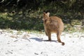 Young kangaroo. back view Royalty Free Stock Photo