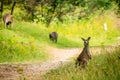 Young kangaroo eating on a trail in Australia