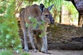 Young kangaroo