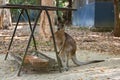 young kangaroo in the feeding area in Hartleyâs Crocodile Adventures park