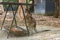 young kangaroo in the feeding area in Hartleyâs Crocodile Adventures park