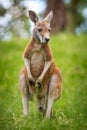 young kangaroo in the grass