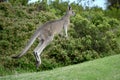 Kangaroos on a golf course Royalty Free Stock Photo