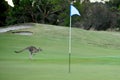 Kangaroo on a golf course Royalty Free Stock Photo