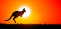 Kangaroo jumping at sunset