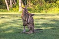 Young kangaroo kisses mother. Two kangaroos in Australia.