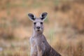 Young Kangaroo looking close-up