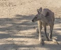 Young Kangaroo looking close-up