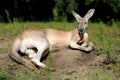 Young kangaroo in a natural habitat Royalty Free Stock Photo