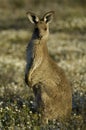 Young kangaroo Royalty Free Stock Photo