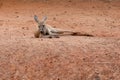 The young kangaroo is rest on the nature garden