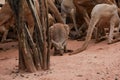 The young kangaroo is rest on the nature garden