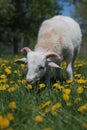 Lamb in the Dandelions