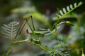 Young katydid on partridge pea Royalty Free Stock Photo