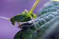 Young katydids crickets Phaneroptera nana Royalty Free Stock Photo