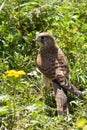 Kestrel Falcon Royalty Free Stock Photo