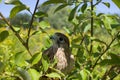 Kestrel Falcon Royalty Free Stock Photo